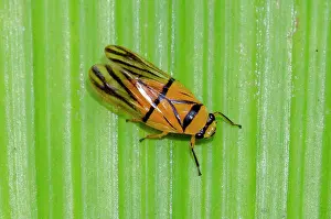 January: Spittlebug