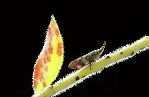 Froghoppers: Spittlebug - adult