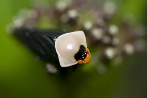 Cercopidae: Spittlebug (aka Froghopper) - Adult - Klungkung