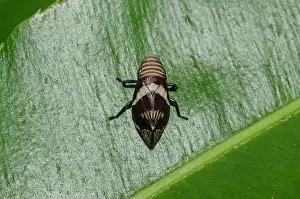 Spittlebug: Spittlebug on leaf - Klungkung, Bali, Indonesia