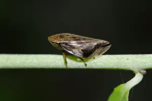Auchenorrhyncha: Spittlebug on stem - Klungkung, Bali, Indonesia