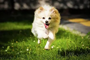Spitz: Spitz, dog runs across a meadow, Poland, Europe