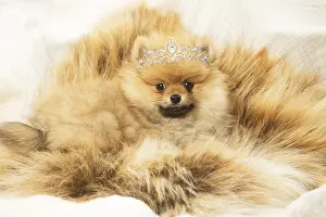 280219: Spitz Dog with Tiara
