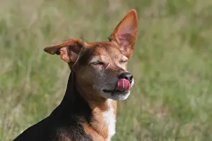 Pinscher: Spitz Pinscher Mixed Breed, male, 6 years, licking