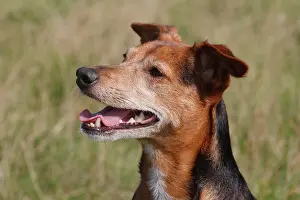 Pinscher: Spitz Pinscher Mixed Breed, male, 6 years, North