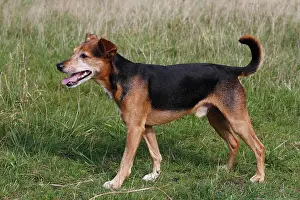 Pinscher: Spitz Pinscher Mixed Breed, male, 6 years, North