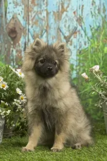 Spitzes: Spitz puppy outside in the garden
