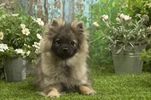 Spitzes: Spitz puppy outside in the garden