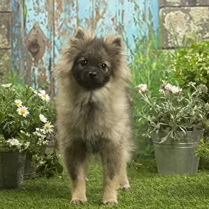 Spitzes: Spitz puppy outside in the garden