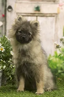 Spitzes: Spitz puppy outside in the garden