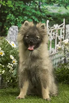 Spitzes: Spitz puppy outside in the garden