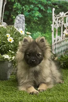 Spitzes: Spitz puppy outside in the garden