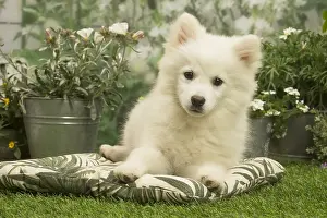 Spitzes: Spitz puppy outside in the garden