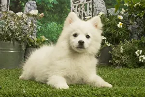 Spitzes: Spitz puppy outside in the garden