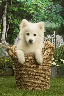 Spitzes: Spitz puppy outside in the garden