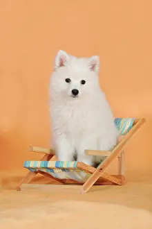 Greeting: Spitz puppy sitting in a deck chair