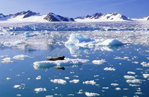 Erignathus: SPITZBERGEN - Glacier and bearded seal