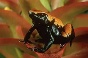 Galactonotus: Splash-backed Poison Frog