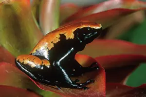 Galactonotus: Splash-backed Poison Frog
