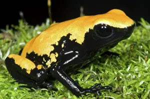 Granular: Splash Backed Poison Frog