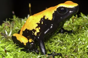 Granular: Splash Backed Poison Frog