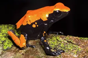 Granular: Splash Backed Poison Frog
