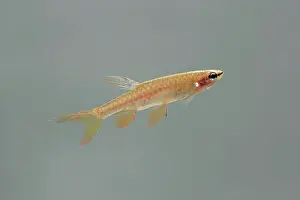 Tetra: Splash Tetra / Jumping Characin - side view