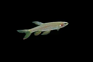 Tetra: Splash Tetra / Jumping Characin - side view