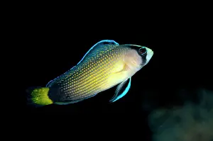 Splendid: Splendid Dottyback