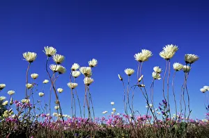 Everlasting: Splendid Everlasting