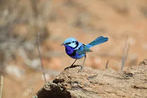 Malurus: Splendid Fairy-wren