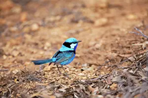 Alice: Splendid Fairy-wren / Banded / Black-backed Wren