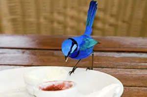 Malurus: Splendid Fairy-wren - male feeding on jam at restaurant