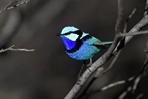 Malurus: Splendid Fairy-wren - male near Ti Tree