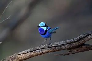 Malurus: Splendid Fairywren