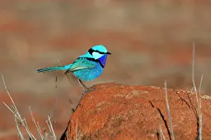 Splendens: Splendid Fairywren