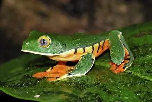 Calcarifer: Splendid Leaf Frog