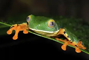 Calcarifer: Splendid Leaf Frog