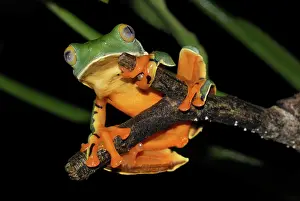 Calcarifer: Splendid Leaf Frog
