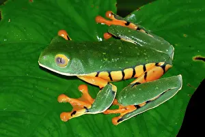 Calcarifer: Splendid Leaf Frog