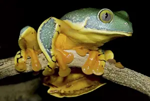 Calcarifer: Splendid Leaf Frog