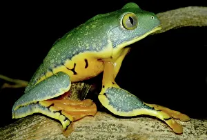 Calcarifer: Splendid Leaf Frog