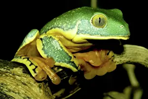 Calcarifer: Splendid Leaf Frog
