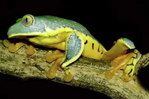 Calcarifer: Splendid Leaf Frog