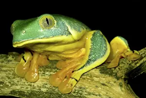 Calcarifer: Splendid Leaf Frog