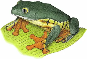 Treefrogs: Splendid Leaf Frog