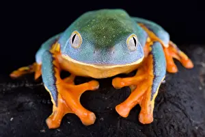 Calcarifer: Splendid leaf frog (Cruziohyla calcarifer)