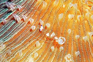 Prawn: Splendid partner shrimp ( Periclimenes magnificus)