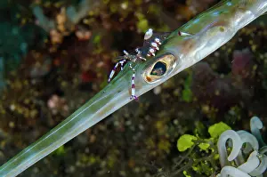 Smooth: Splendid Shrimp cleaning eye of Bluespotted Cornetfish