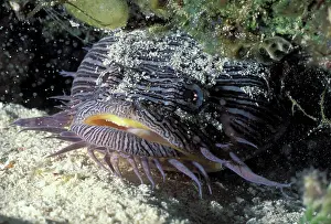 Splendidus: Splendid Toadfish 40 cm